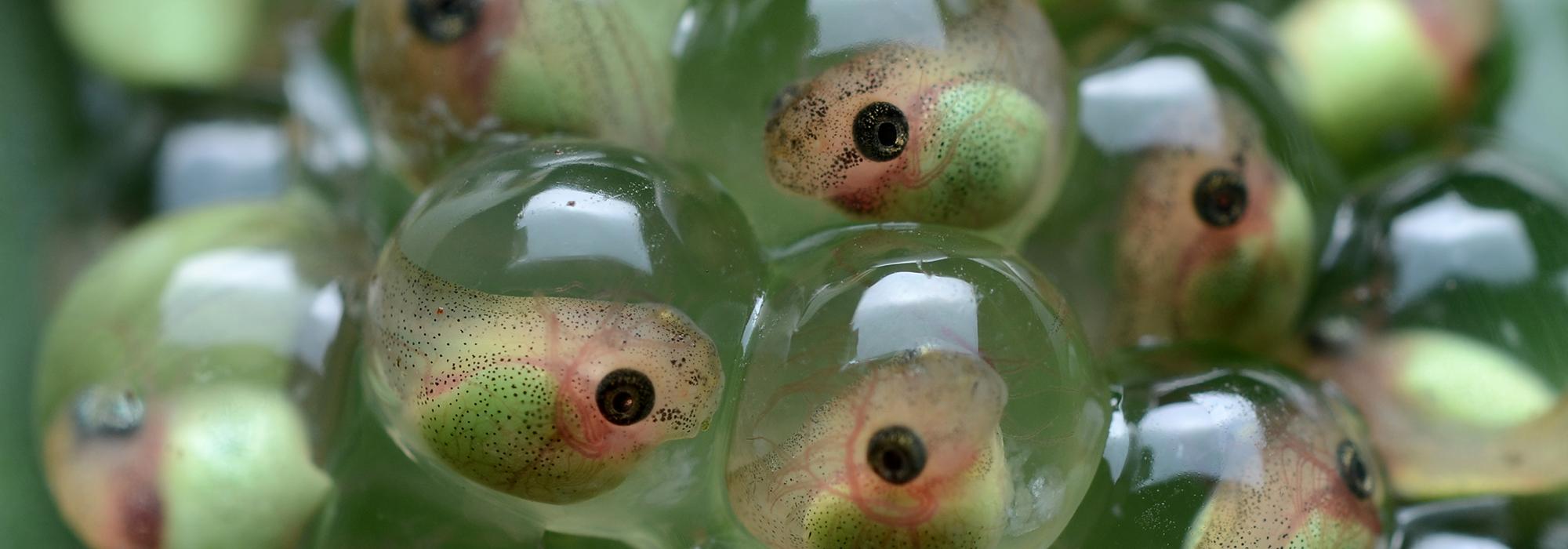 Treefrog tadpoles by Geoff Gallice 