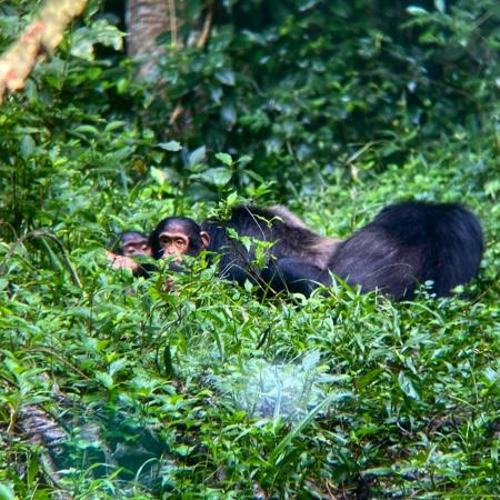 Chimpanzees in Kibale National Park - Photo: ©Anna Ahlberg