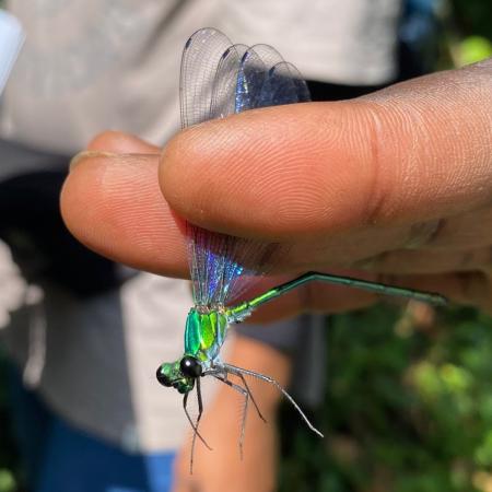 Umma saphirina (a species of damselfly) in Kibale National Park - Photo: ©Anna Ahlberg