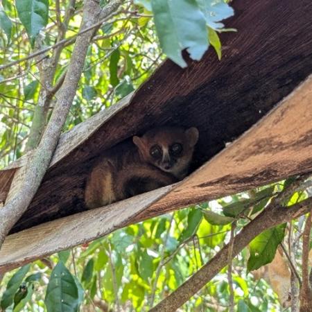 Mouse lemur - Photo: ©Anne Irving Mouse lemur - Photo: ©Anne Irving