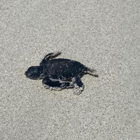 Baby turtle - Photo: ©Anne Irving Baby turtle - Photo: ©Anne Irving